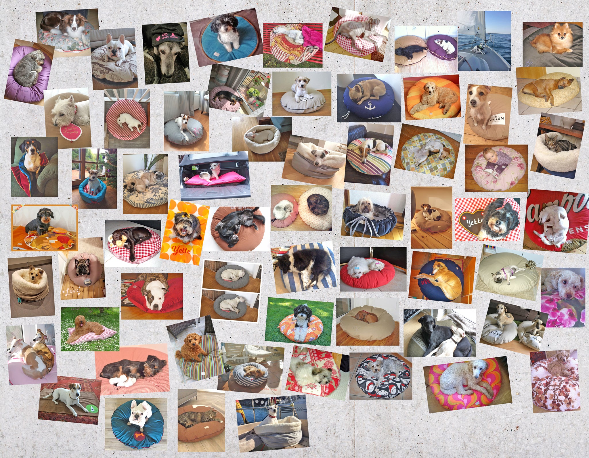 Pinnwand zufriedener Kunden-Hunde auf paraperro Produkten