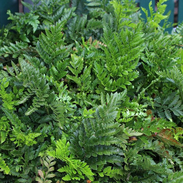 Leatherleaf Fern Flower