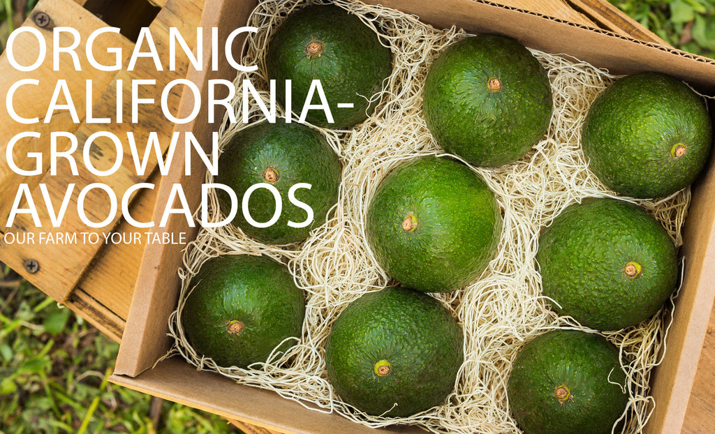 california avocados, organic avocados, organic avocado, Shop for Organic California Avocados at AvocadoOrganic.com