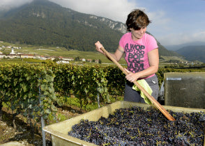 Weinabo für Schweizer Weine