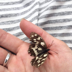 butterfly - picture renskeversluijs