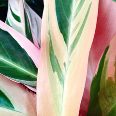 calathea plant - picture renskeversluijs