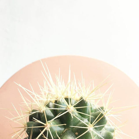renskeversluijs cactus love