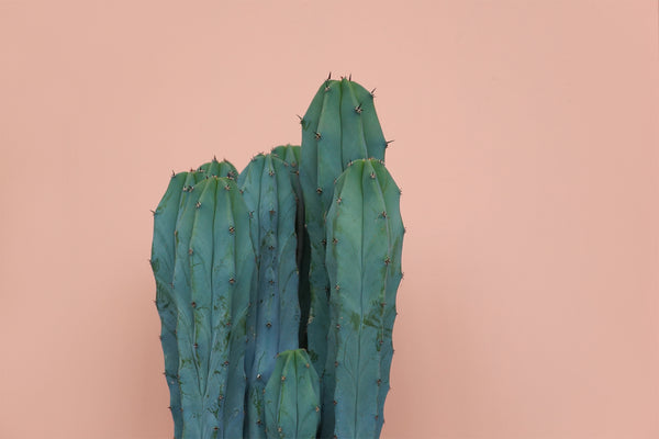 Cactus - picture renskeversluijs