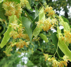 Linden Tree, A Natural Healer