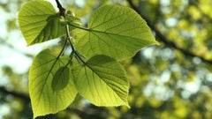 Linden Tree, A Natural Healer