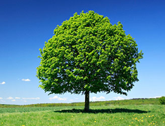 Linden Tree, A Natural Healer