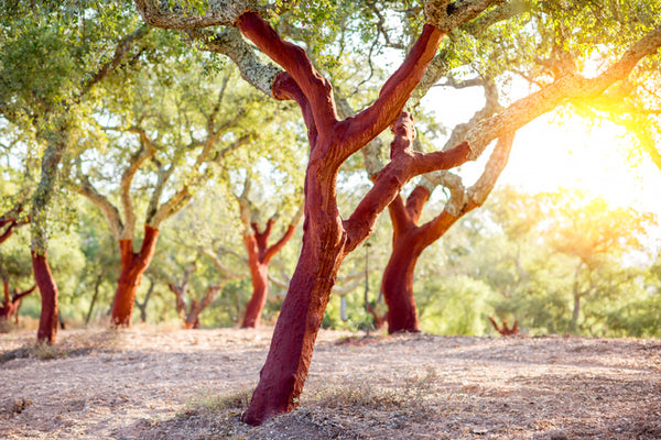 Cork oak tree in Portugal