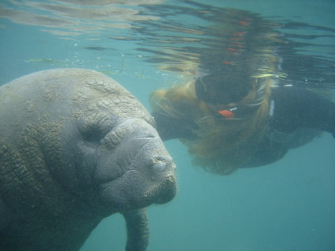 Florida Freediving Manatee