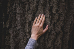 Hand on Tree Trunk