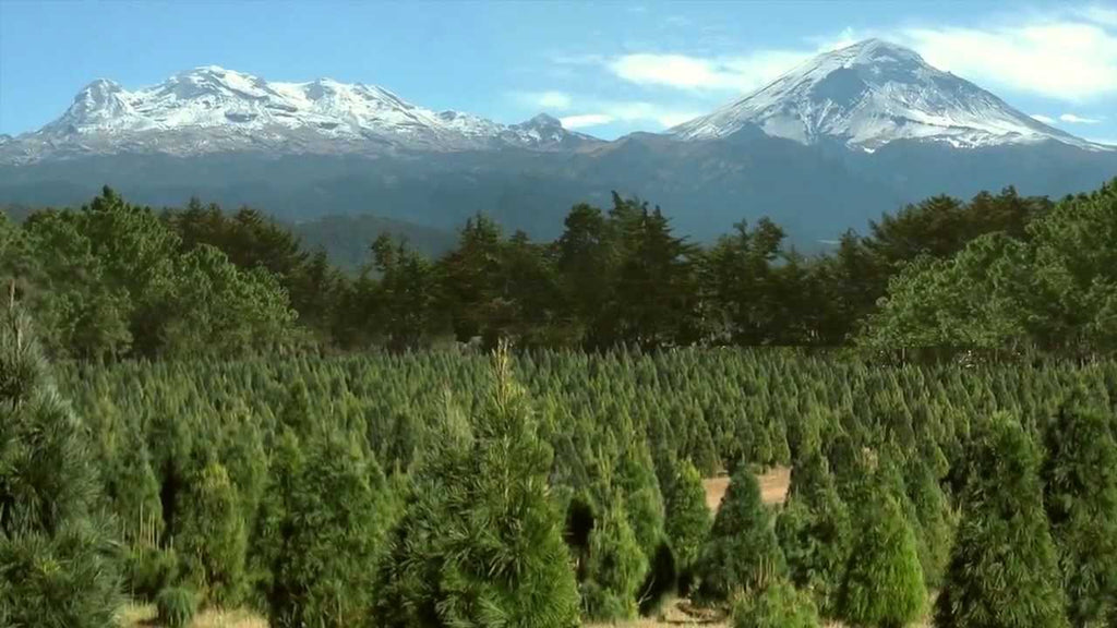 Bosque de los árboles de navidad Estado de México