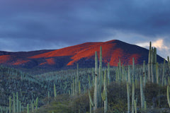 Mountains and Cacti