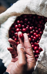 Bag of coffee cherries