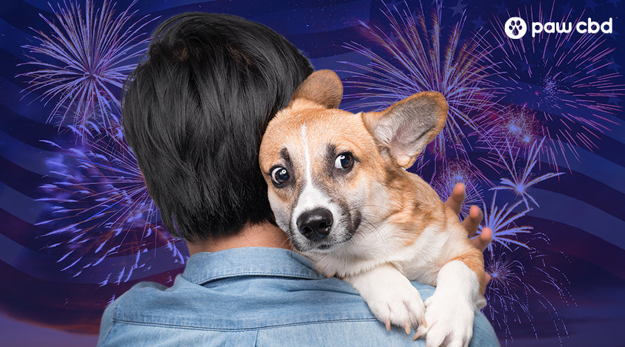 why is my dog scared of fireworks