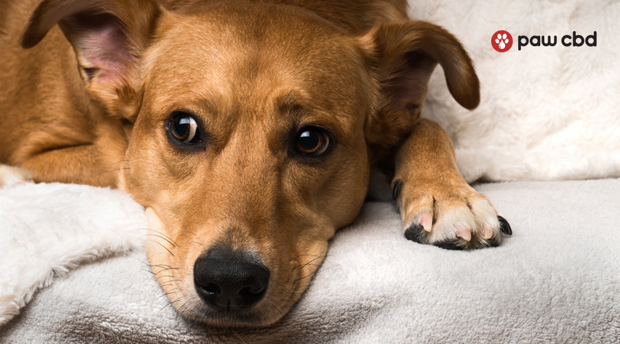 do dogs drool when stressed