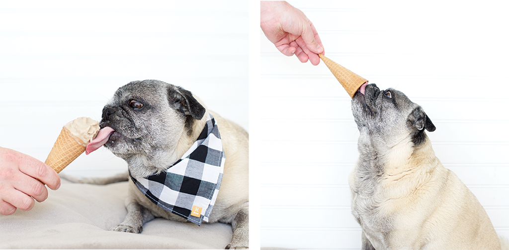 pug eating ice cream, dog ice cream recipe