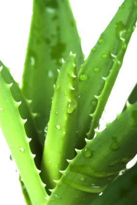 aloe vera for hair