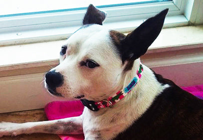 Lola in her Personalized pink stripe with alligators Dog Collar