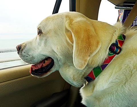 bright fesive dog collar from Key West