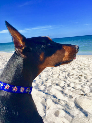 dog on beach in Key West sunshine ocean dog collar wagadoodle Island Dog