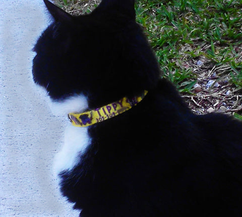 key west personalized cat collar on cat named Tippy