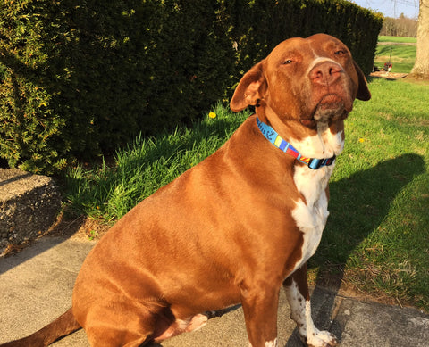 key West Nautical dog Collar on a happy dog