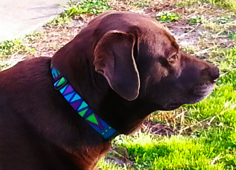 Sarah in her personalized Key West dog collar