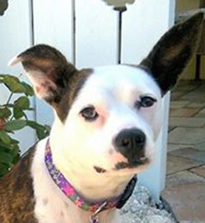 Lola in her Purple Frangipani Island Dog Key West Collar