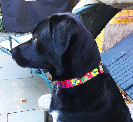 Bright red collar on a black dog in Key West