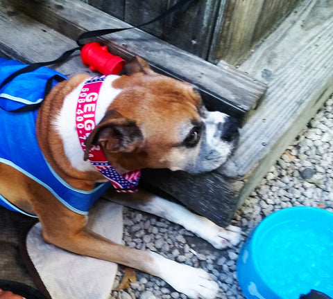 Schooner wharf key west july 4th american flag dog collar key west