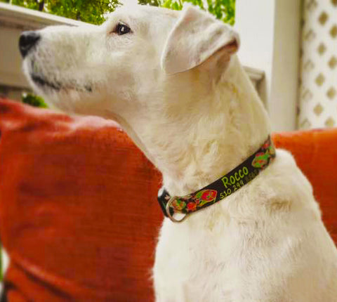 reef fish on a dog collar personalized with Rocco's name and phone number