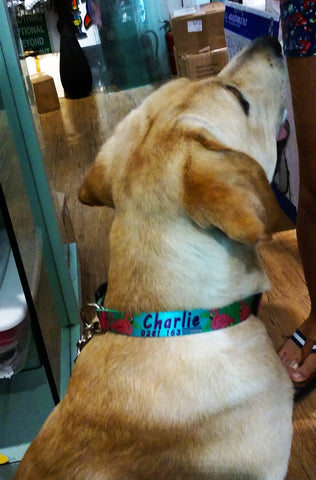 Pink Flamingo dog collar for Charlie from Germany Key West tourists