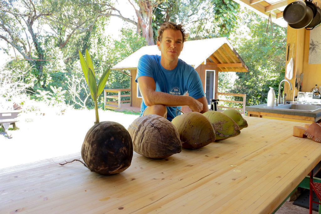 Coconut Information, Coconut, Maui, Haiku Maui, Haiku, East Maui, Upcountry Maui, Jungle, Farm, Organic Farm, Sustainable Farm, Sustainable Tours, Local Attraction, Tourist Attraction, 