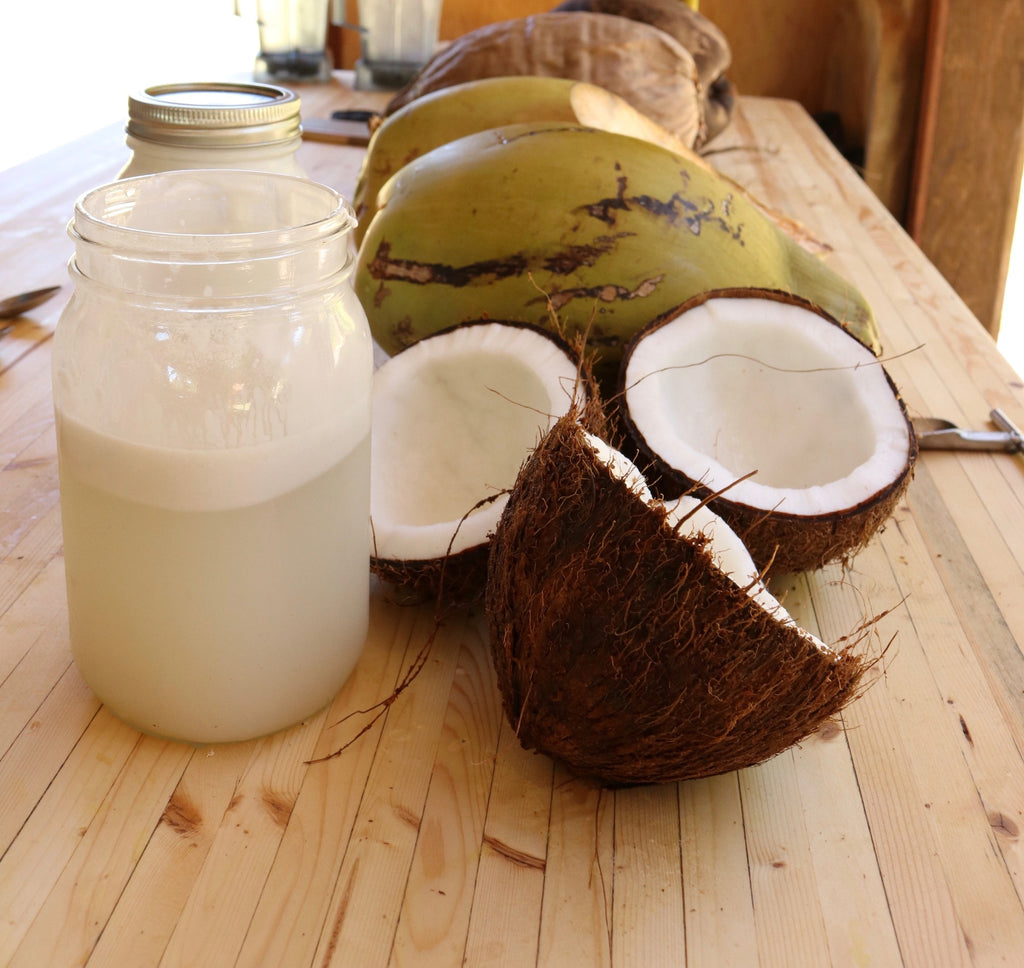 Coconut Information, Coconut, Maui, Haiku Maui, Haiku, East Maui, Upcountry Maui, Jungle, Farm, Organic Farm, Sustainable Farm, Sustainable Tours, Local Attraction, Tourist Attraction, Fresh coconut milk