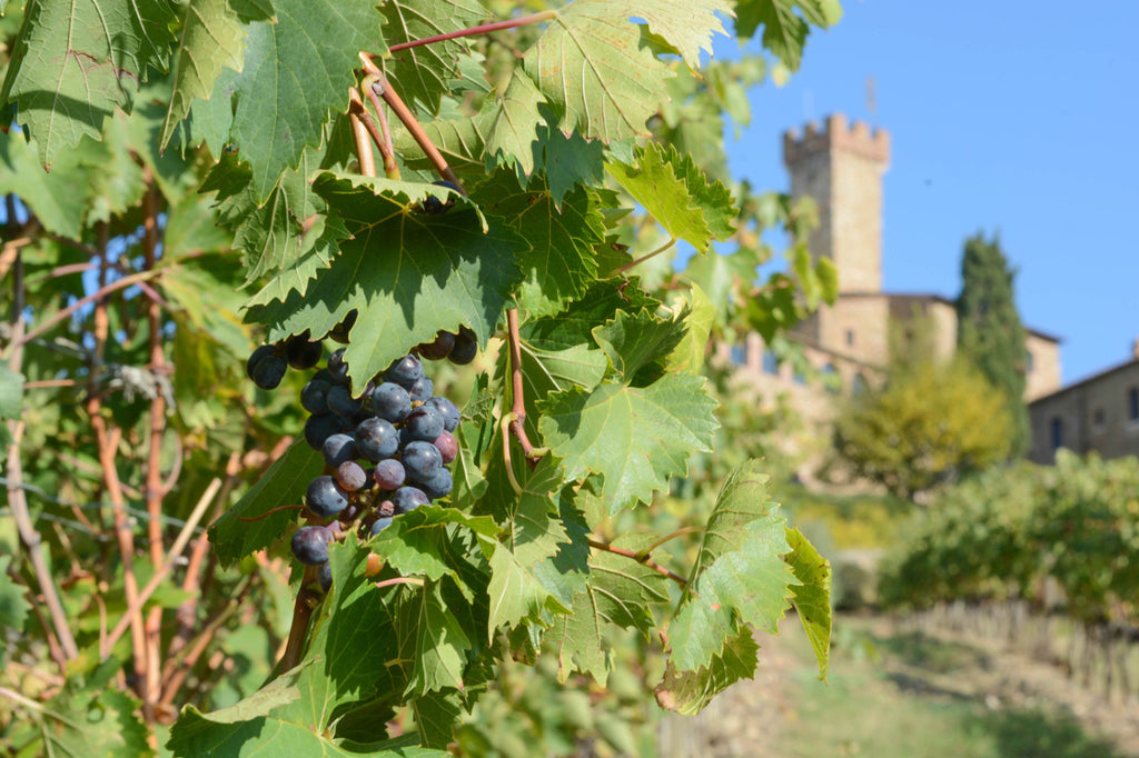 Sophee Smiles - Italy - Tuscany