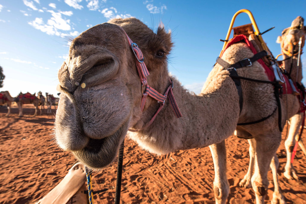 Sophee Smiles in Uluru at Supernomad