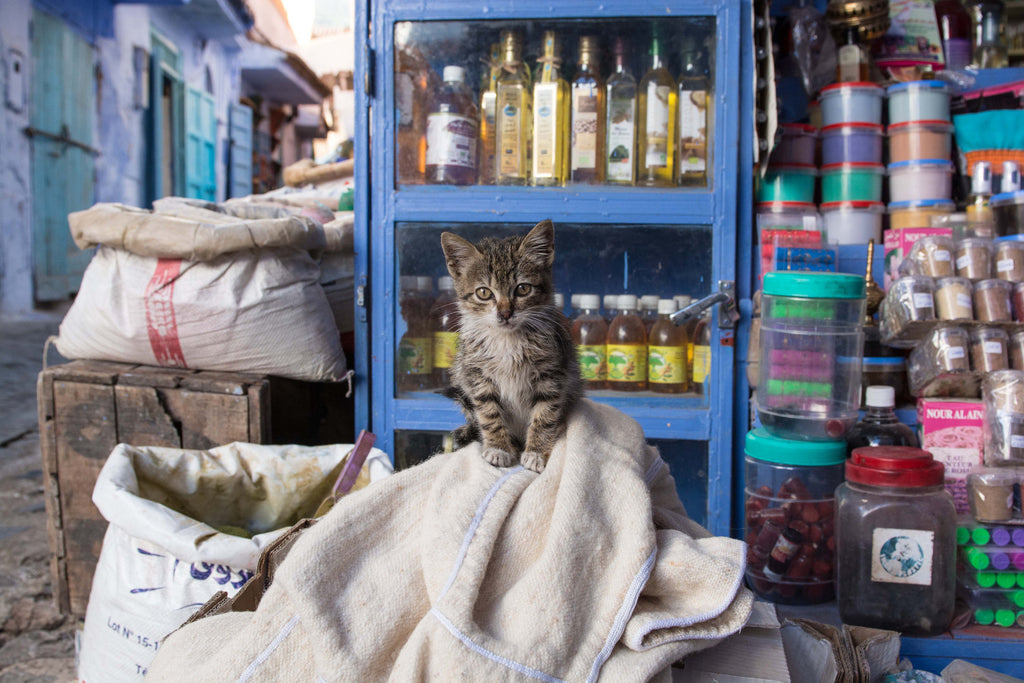 Street Scenes in Chefchaouen, Morocco by Sophee Smiles - Cat Sitting on Sack