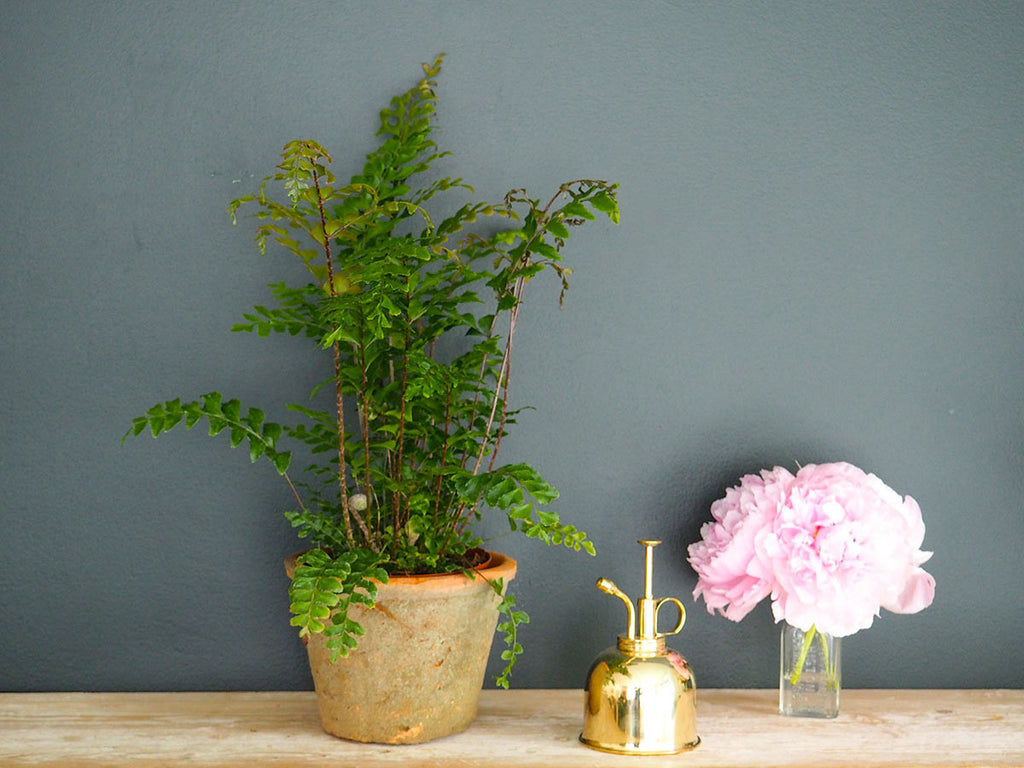 Botanique Workshop - Houseplant care - How to look after ferns