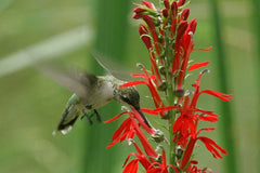Hummingbird nectaring from Cardinal Flower