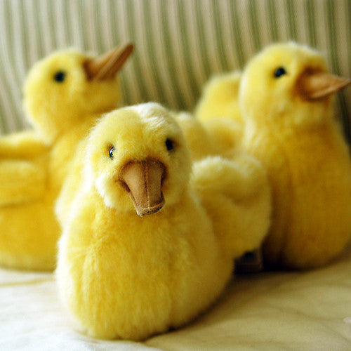 duckling soft toy