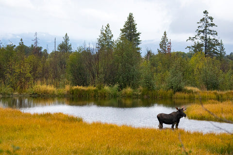 Beautiful lake with green trees, a pond and a moose 