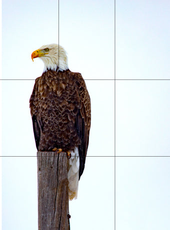 Eagle sitting on wood peg with rule of thirds grid overlay