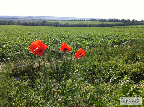 poppies and landscape
