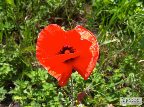 red poppy