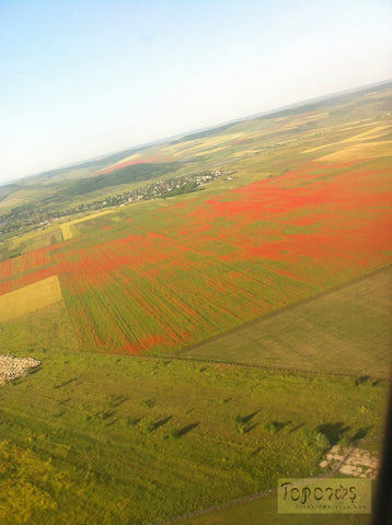 aerial view of red poppies in a green wheat field near Chisinau, Moldova