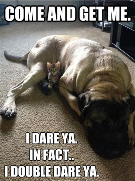 dog protecting kitten