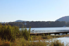 Lake reeds by dock