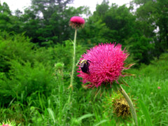 Bee on pink flower