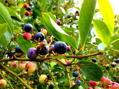 Bee on blueberries