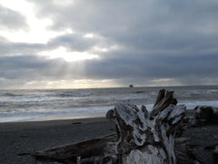 Driftwood & sun rays royalty free stock photo